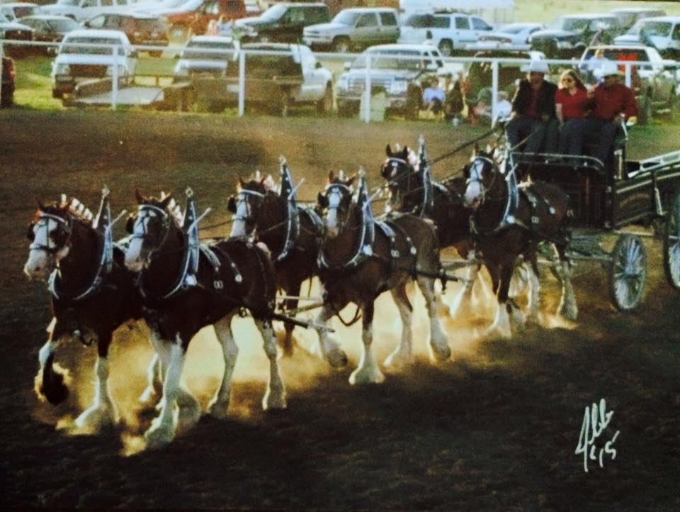 The Broken Spoke Clydesdales at the World`s Oldest Rodeo